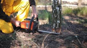 How Our Tree Care Process Works  in Eastvale, CA